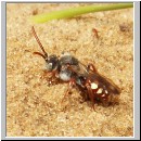 Nomada alboguttata - Wespenbiene m02 8mm.jpg